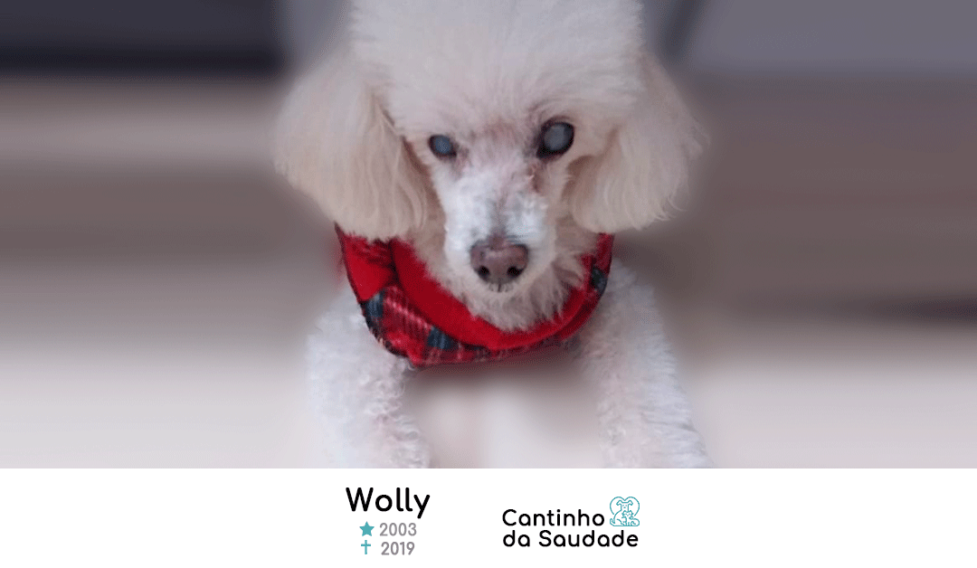 Wolly ★2003  ✟2019