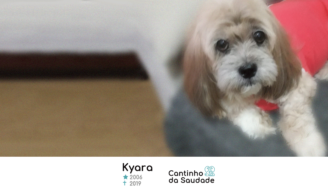 Kyara ★2006  ✟2019