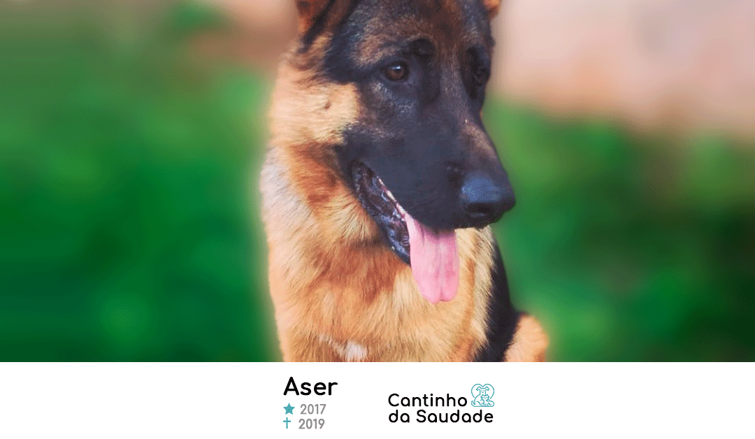 Aser ★2017 ✟2019
