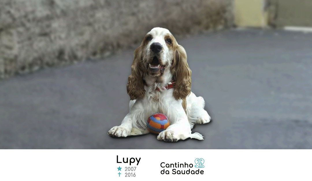 Lupy ★2007  ✟2016