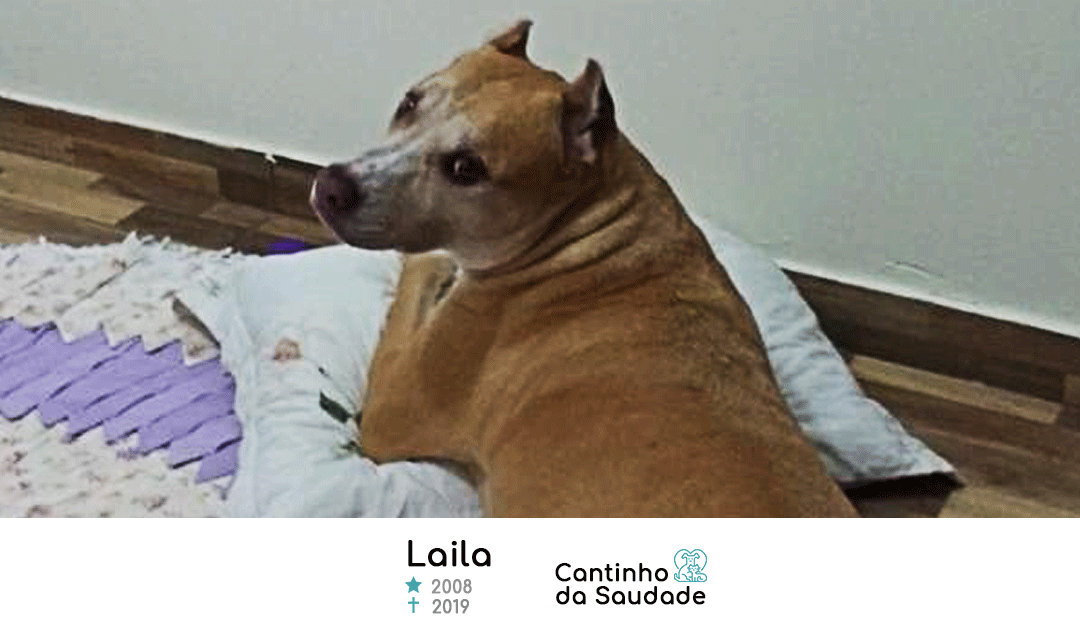 Laila ★2008  ✟2019