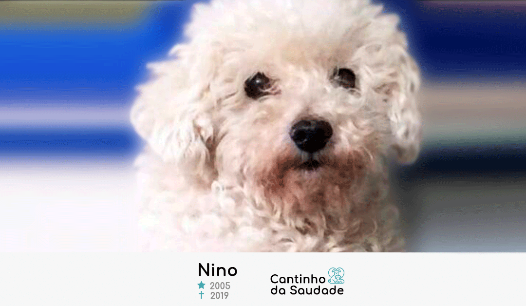 Nino ★2005  ✟2019