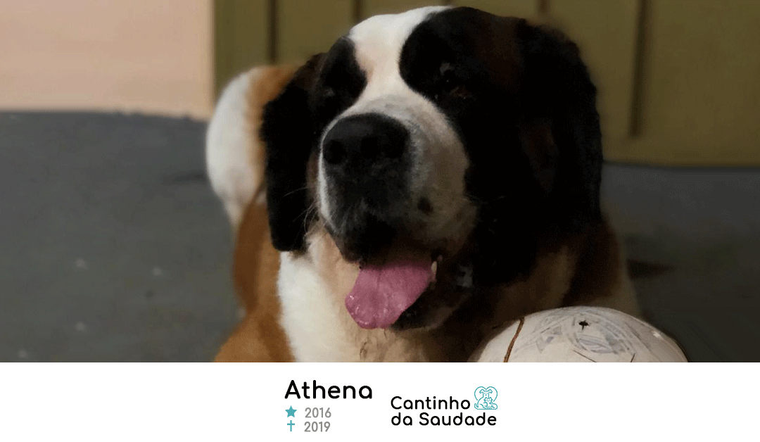 Athena ★2016 ✟2019
