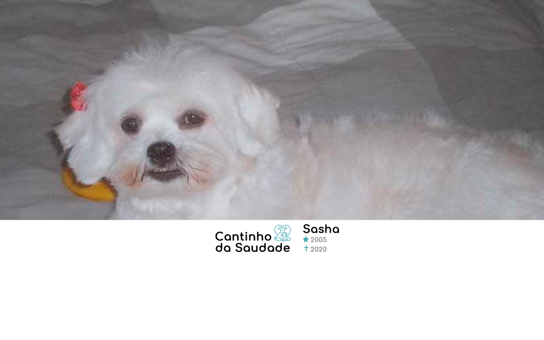 Sasha ★2005 ✟2020