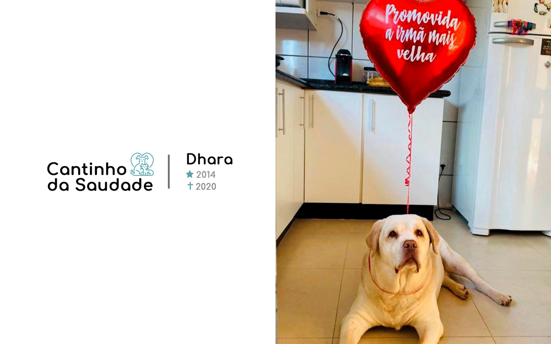 Dhara ★2014 ✟2020