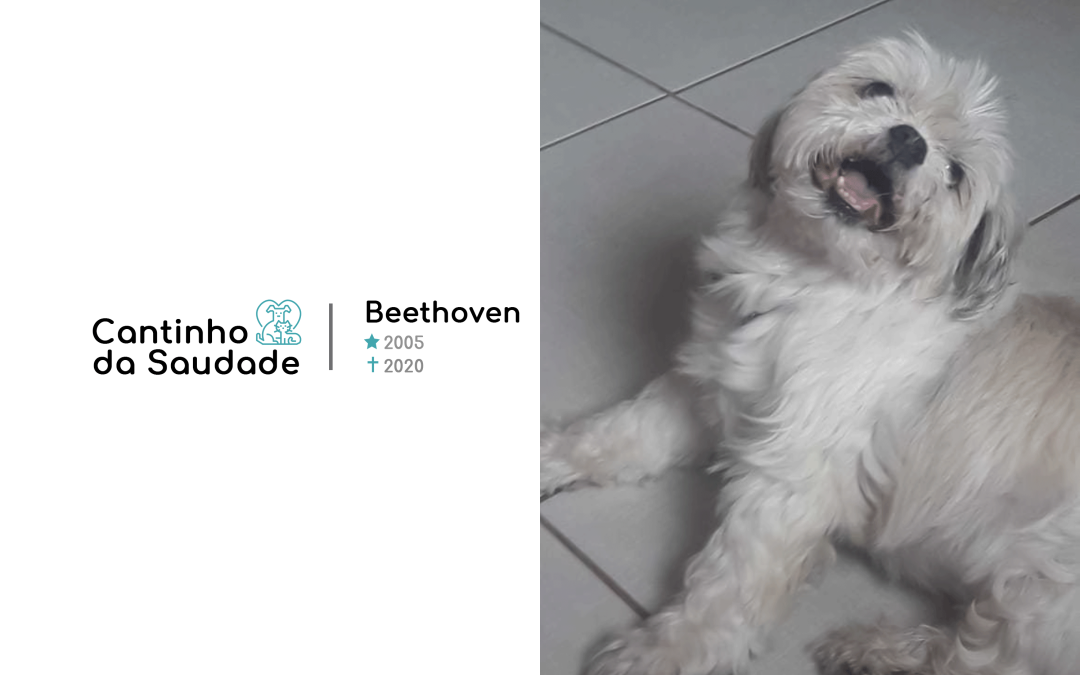 Beethoven ★2005 ✟2020