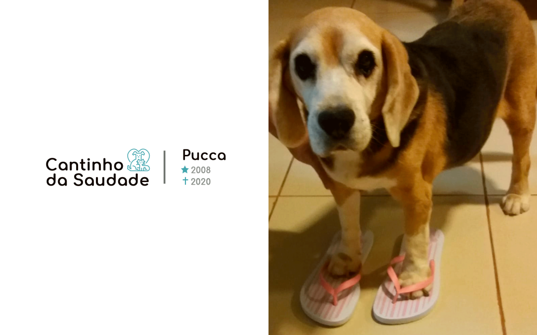 Pucca ★2008 ✟2020