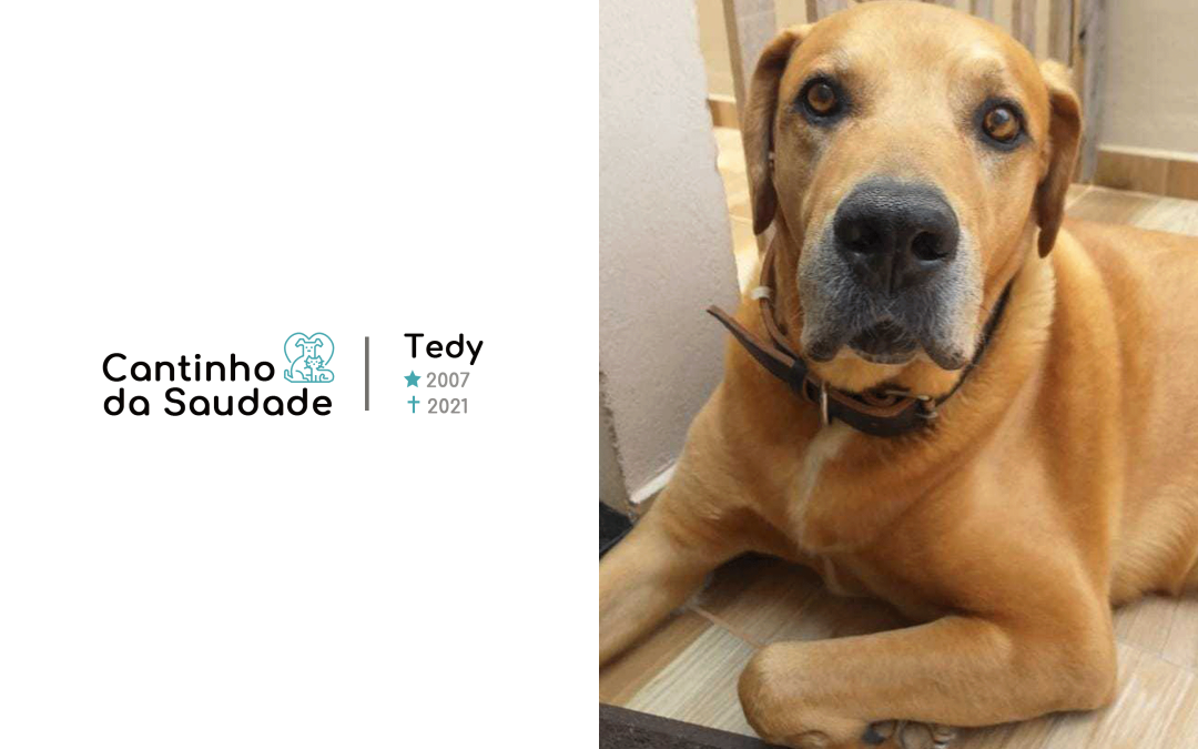 Tedy ★2007 ✟2021