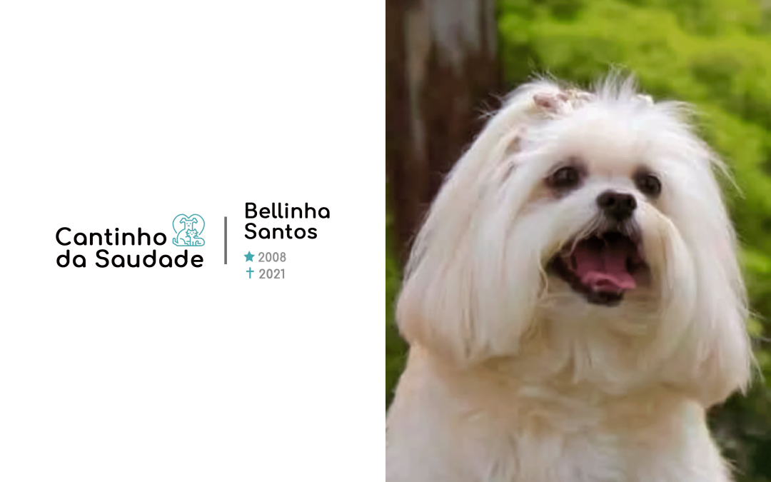 Bellinha ★2008 ✟2021
