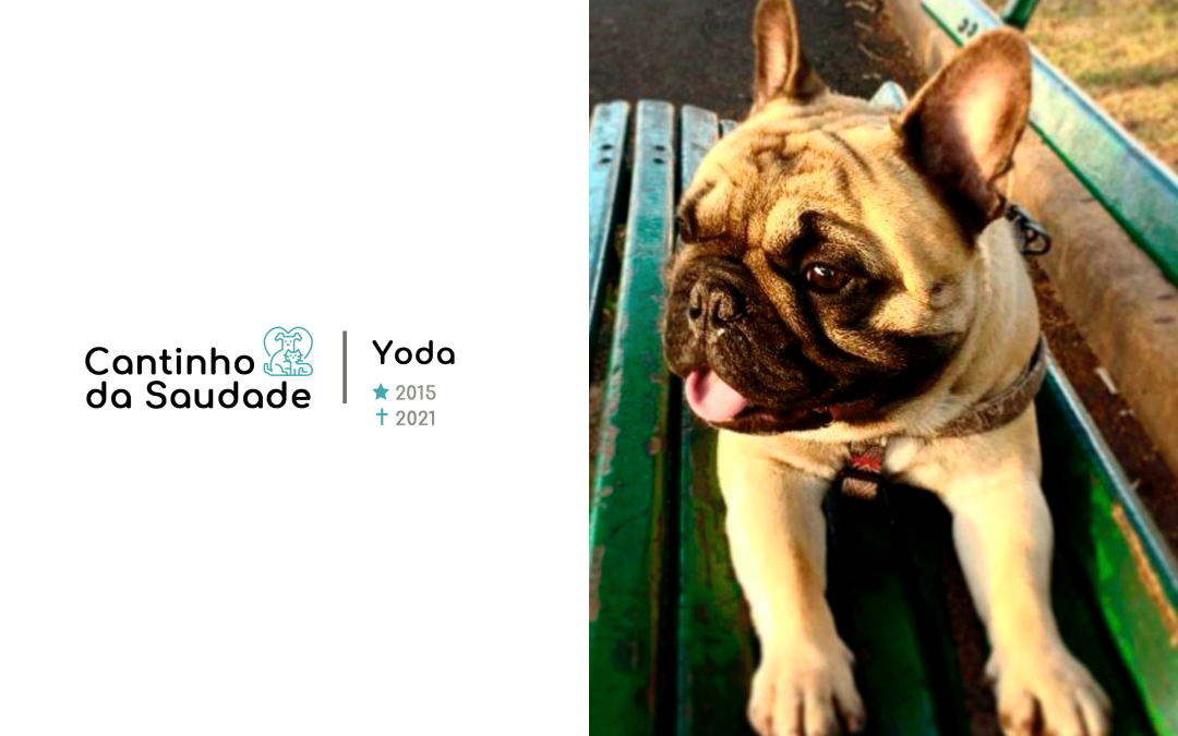 Yoda ★2015 ✟2021
