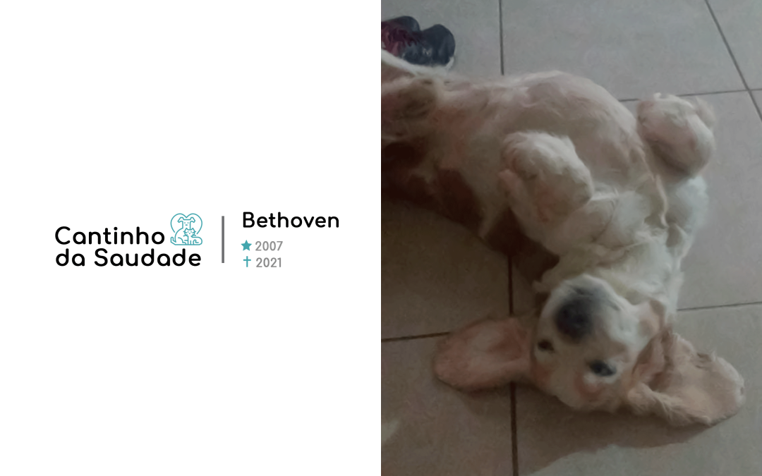Bethoven ★2007 ✟2021