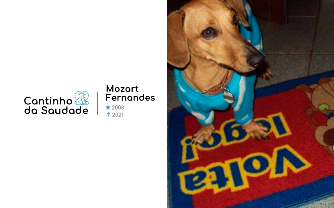 Mozart ★2008 ✟2021